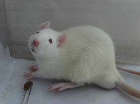 JN-NPC1���ĵ�һ��Knock-inС��ģ��