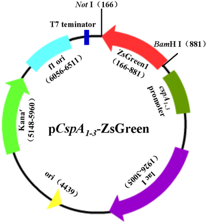 �Ѱ��ʱ����봿��ʵ��