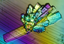 PD-1���Ƽ��ɡ���������������������ҵϣ��������