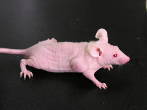 T�ܰ�ϸ��ȱ�ݶ���ģ��