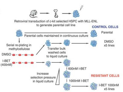���Ϳ���Ѫ��ҩ����ҩ�����о�