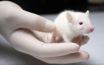 �����Ʊ�Ч�͹�˾