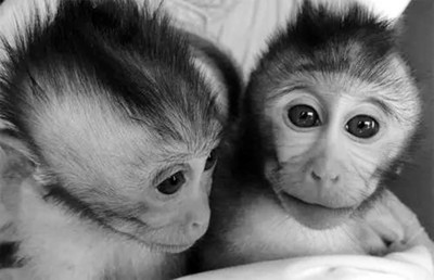 �ҿ�ѧ����TALEN�����Ʊ��񾭼�����ģ��