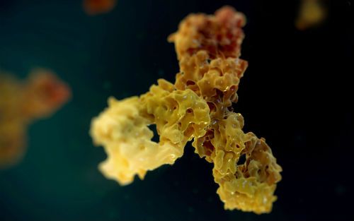 �ձ�PD-1����Opdivo��Ǯ�µ�50%