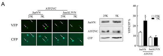 ˫����ӫ�⻥������Ч��