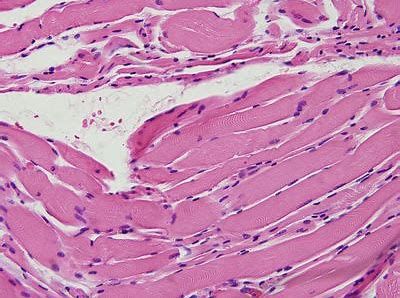 ����Hippo�ź�ͨ·���������������