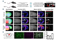 ����ҩ��׼�°е���ǿЧ����ҩ��δ��Ϯ��