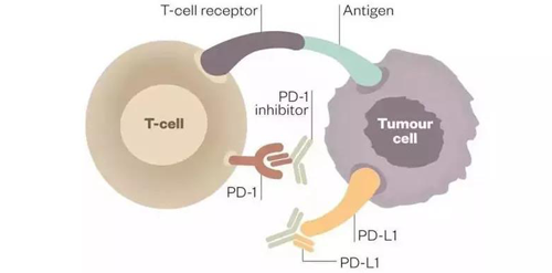 PD-1/PD-L1¿¹Ìå¿ÉÒÔÓëPD-1ÊÜÌå»òPD-L1ÊÜÌåÅäÌåÁ¬Ïµ