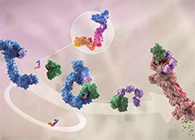 LYTAC��������PROTAC������ս��Բ��ɳ�ҩ�İе�