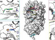 ��Nature�ӿ��������Ŷ���Эʵ�������ٻ���COVID-19�ṹ��ҩ����ƣ�