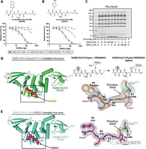 SARS-CoV-2 PLproʹõķȻƼVIR250VIR251侧ṹı