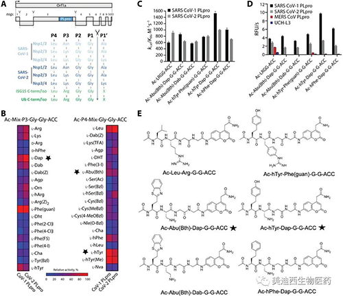 SARS-CoV-12 PLproѰøĻ
