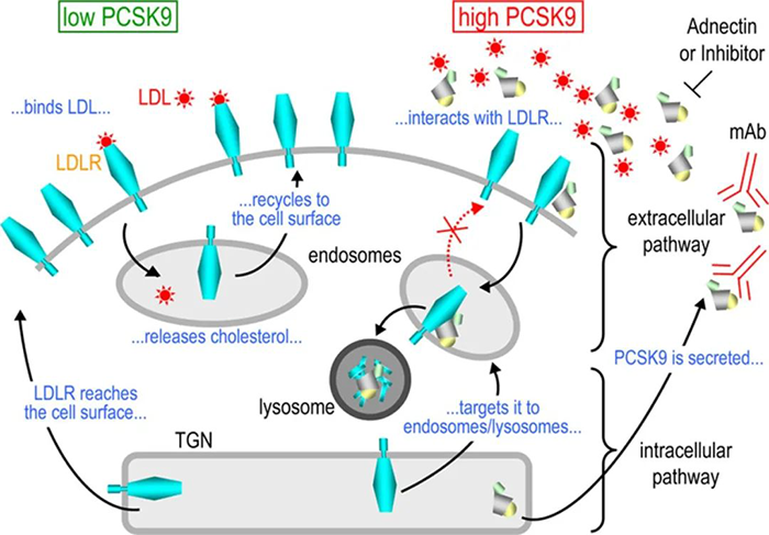PCSK9-ÓÕµ¼-LDL-R-½µ½âµÄϸ°ûÄÚÍâ;¾¶µÄʾÒâͼ.png PCSK9-ÓÕµ¼-LDL-R-½µ½âµÄϸ°ûÄÚÍâ;¾¶µÄʾÒâͼ.png