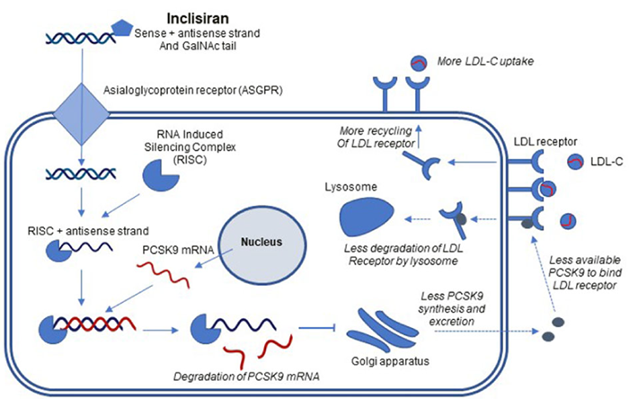 Inclisiran-×÷ÓûúÖÆ.png Inclisiran-×÷ÓûúÖÆ.png