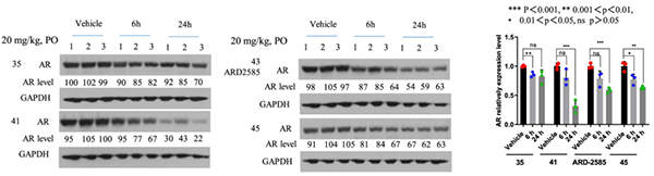 AR-½µ½â¼Á¶Ô-VCaP-Ö×ÁöÖÐ-AR-ÂѰ׵ÄҩЧѧ-(PD)×÷ÓÃ.png AR-½µ½â¼Á¶Ô-VCaP-Ö×ÁöÖÐ-AR-ÂѰ׵ÄҩЧѧ-(PD)×÷ÓÃ.png