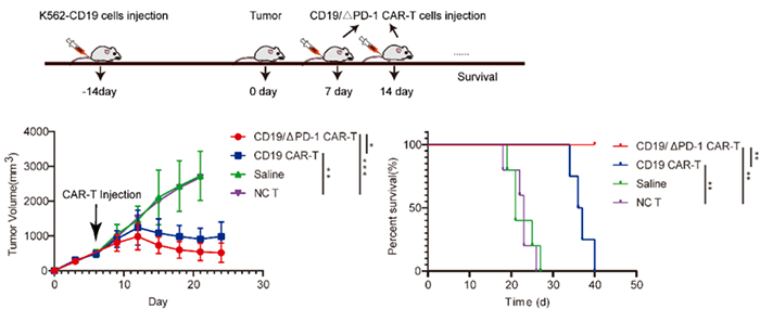 CD19¡÷PD-1 CAR-Tϸ°ûÒÖÖÆK562-CD19Ö×ÁöÉú³¤.png CD19¡÷PD-1 CAR-Tϸ°ûÒÖÖÆK562-CD19Ö×ÁöÉú³¤.png
