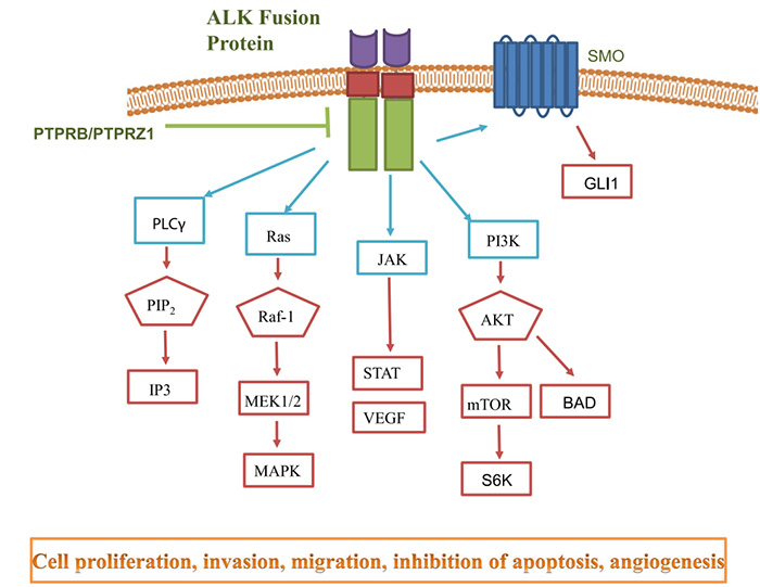 ALKÐźÅͨ·.jpg ALKÐźÅͨ·.jpg