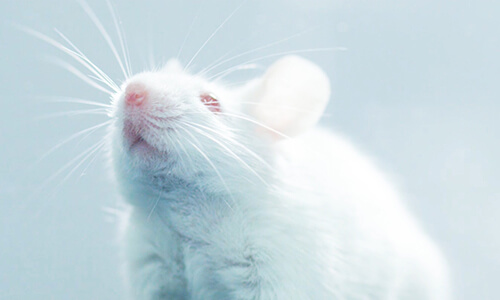 Central-Nervous-System.jpg Central-Nervous-System.jpg