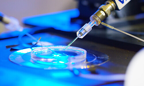 Cardiovascular-System.jpg Cardiovascular-System.jpg