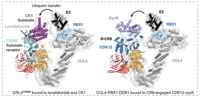 7-RBX1--CUL4-DDB1-(CRL4)-R-CR8-CDK12-cycKϵ.jpg