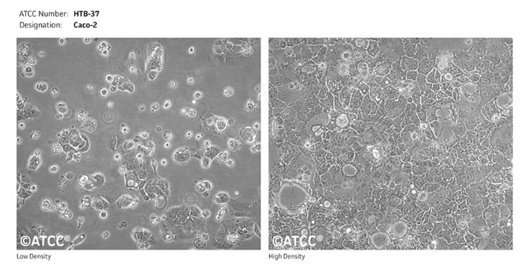 Caco-2ϸȪԴ--ATCC.jpg
