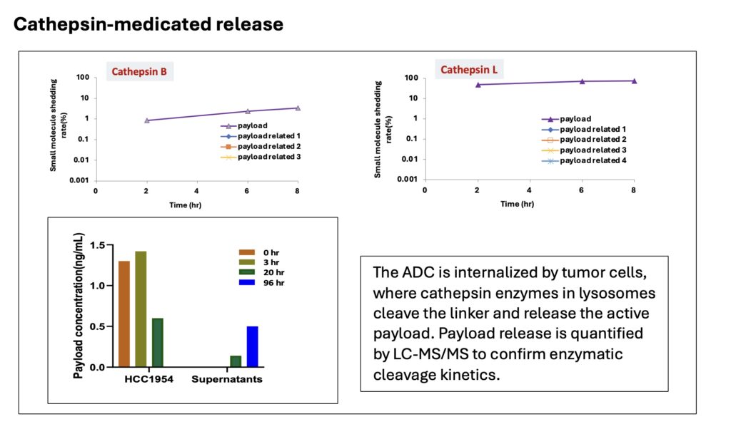 Cathepsin ½éµ¼µÄÔØºÉÊÍ·Å-1.jpeg Cathepsin ½éµ¼µÄÔØºÉÊÍ·Å-1.jpeg