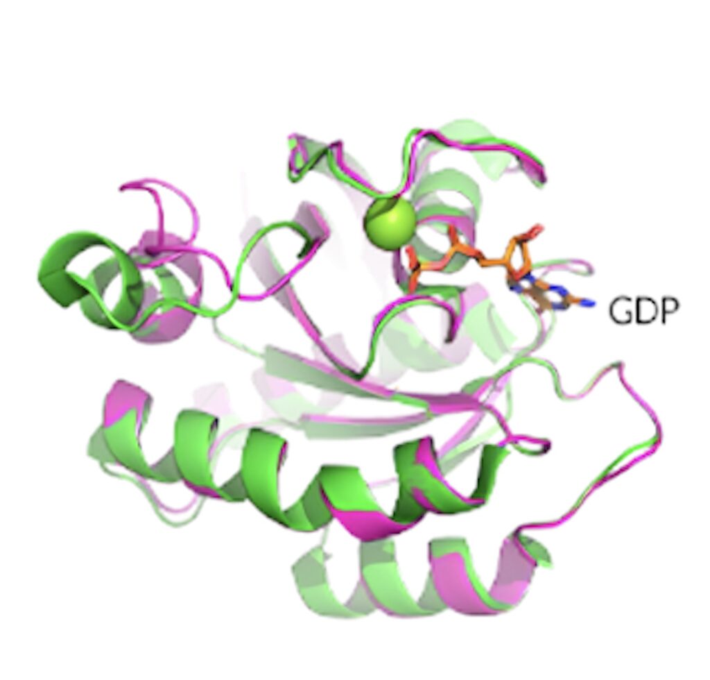 KRAS G12D����ṹչ�����Ѱ��ʵĹ���� GDP ��ϵ״̬��.jpeg